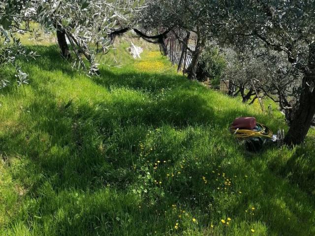 Terreno in vendita a Tregnago VR