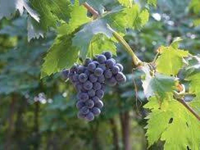 Terreno in vendita a Tregnago VR