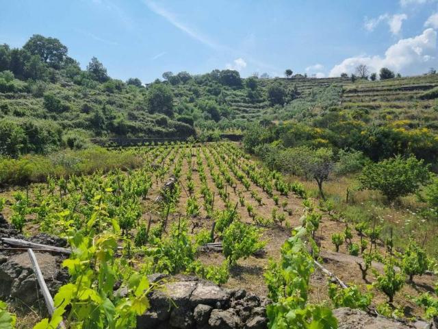 Terreno in vendita a Tremestieri Etneo CT