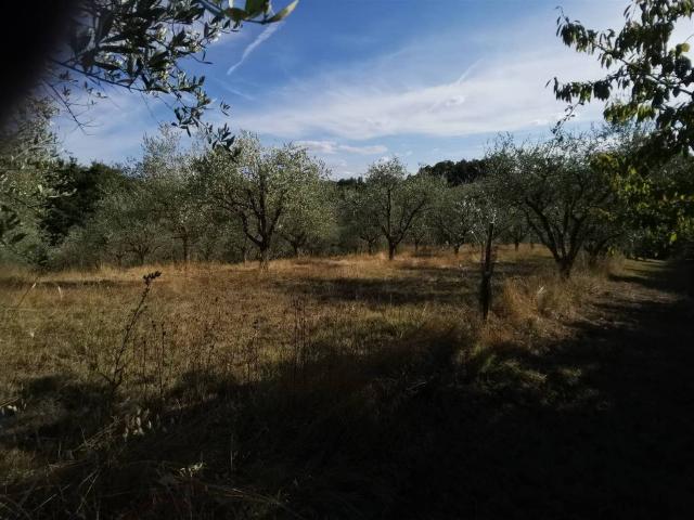 Terreno in vendita a Trequanda SI