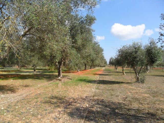 Terreno in vendita a Tricase LE