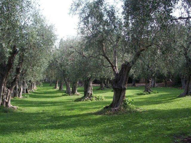 Terreno in vendita a Usini SS
