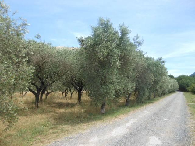 Terreno in vendita a Vairano Patenora CE