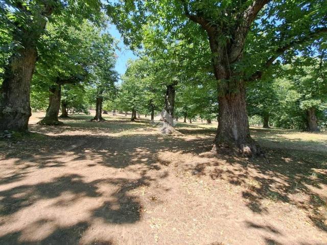 Terreno in vendita a Vallerano VT