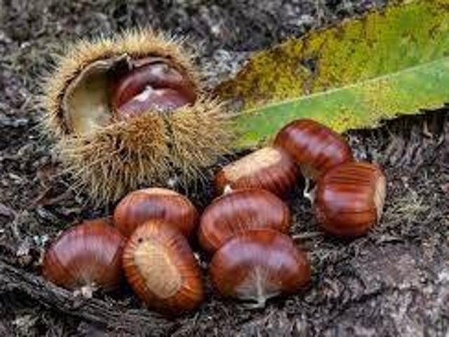 Terreno in vendita a Vallerano VT