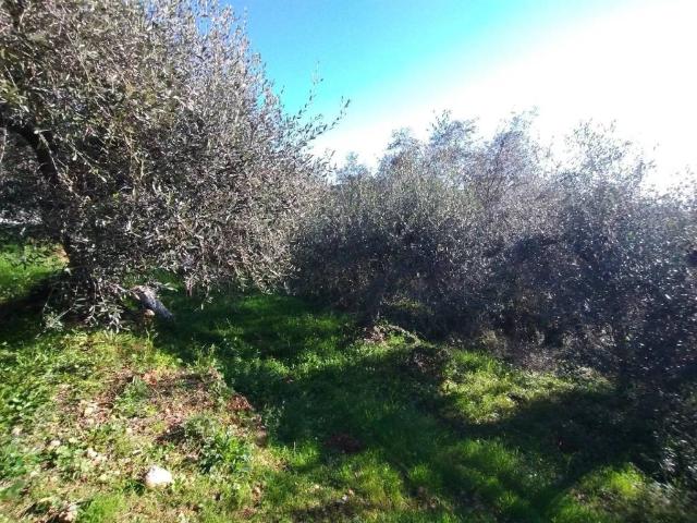 Terreno in vendita a Ventimiglia IM