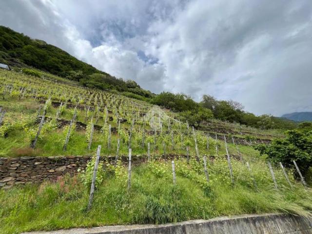 Terreno in vendita a Villa di Tirano SO