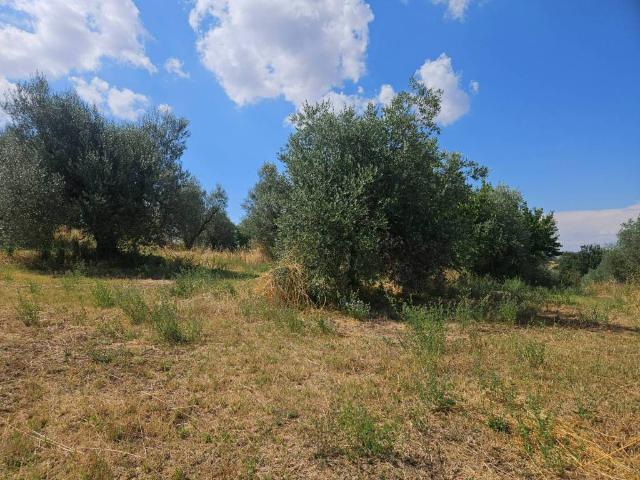 Terreno in vendita a Viterbo VT