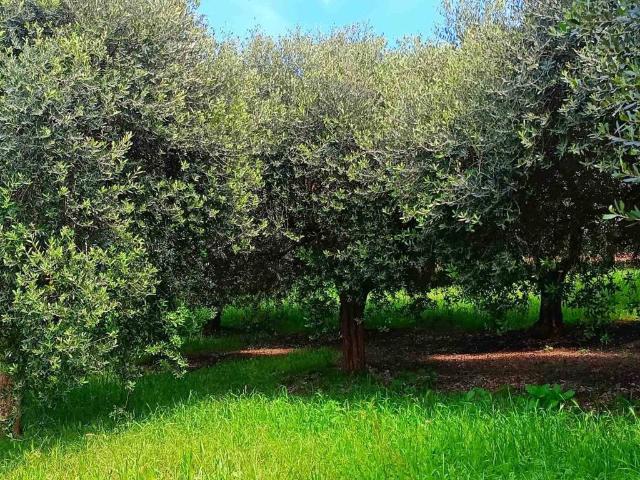 Terreno in vendita a Volta Mantovana MN