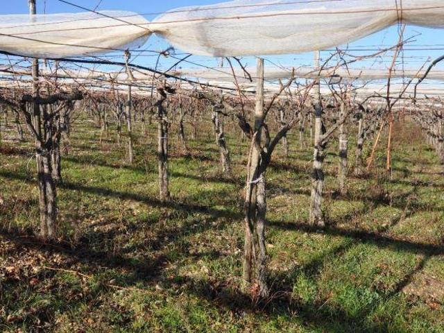 Terreno in vendita a Acquaviva delle Fonti BA