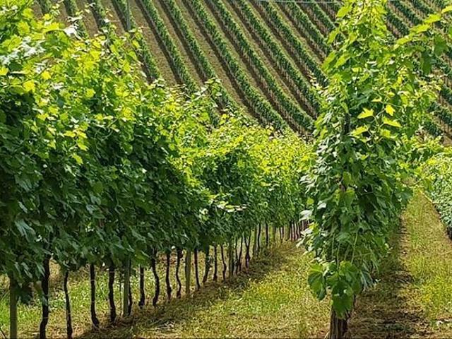 Terreno in vendita a Acquaviva Picena AP