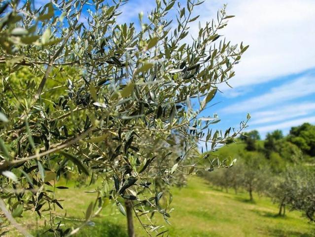 Terreno in vendita a Agrigento AG