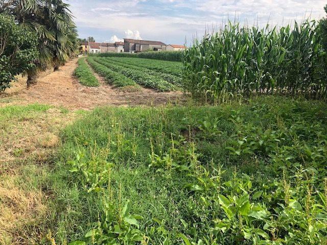 Terreno in vendita a Adria RO