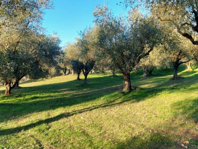 Terreno in vendita a Alatri FR