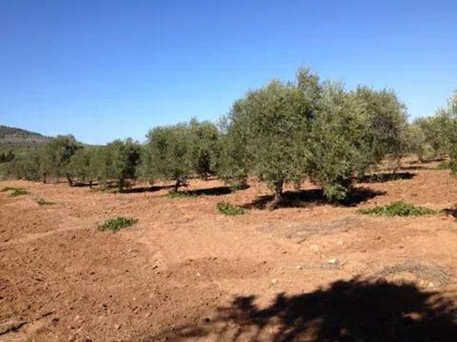 Terreno in vendita a Alghero SS