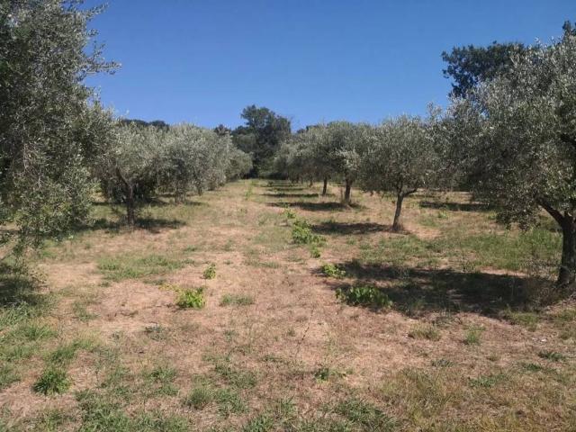 Terreno in vendita a Altavilla Silentina SA