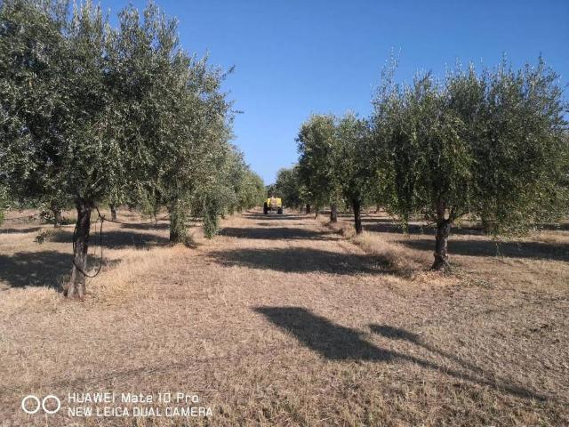 Terreno in vendita a Altavilla Silentina SA