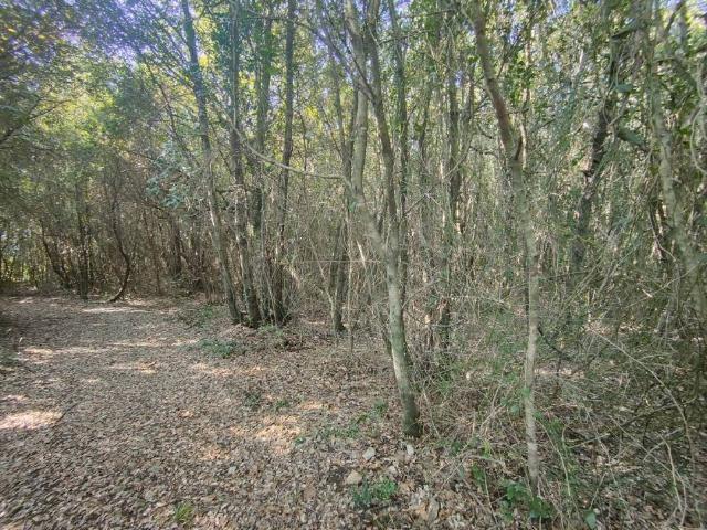 Terreno in vendita a Amelia TR