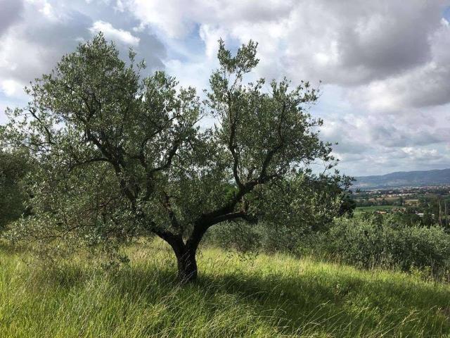 Terreno in vendita a Assisi PG