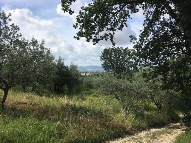 Terreno in vendita a Assisi PG
