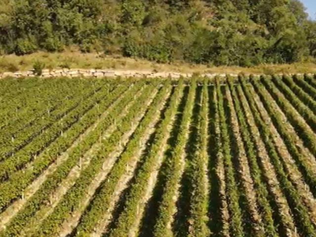 Terreno in vendita a Appiano sulla Strada del Vino BZ