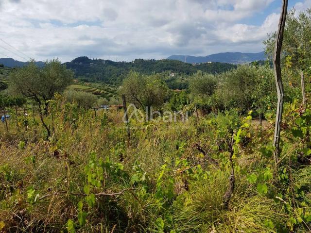 Terreno in vendita a Arcola SP