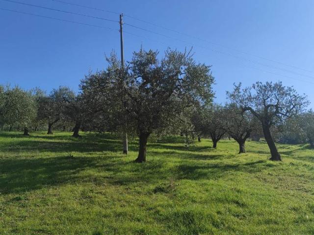 Terreno in vendita a Artena RM