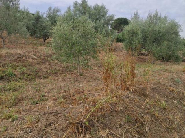 Terreno in vendita a Bagheria PA