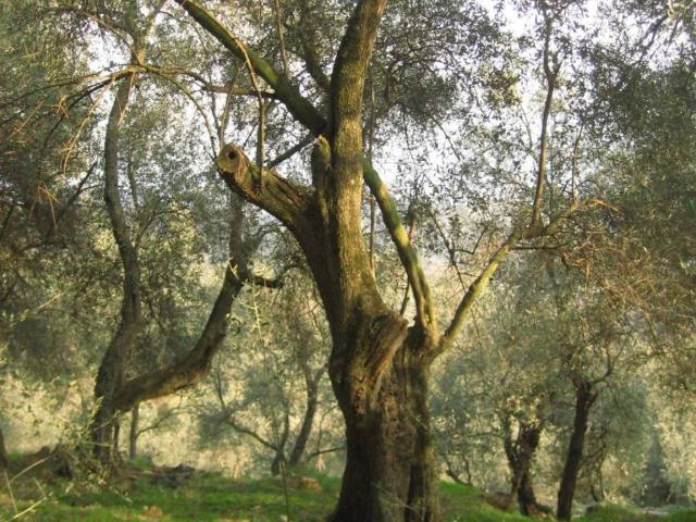 Terreno in vendita a Balestrino SV