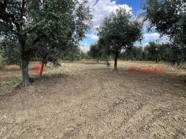 Terreno in vendita a Barile PZ