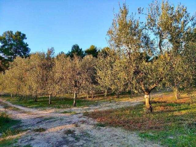 Terreno in vendita a Barletta BT