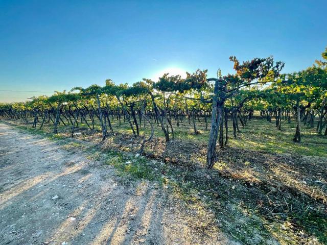 Terreno in vendita a Barletta BT