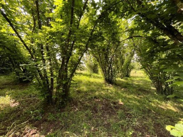 Terreno in vendita a Bassano in Teverina VT