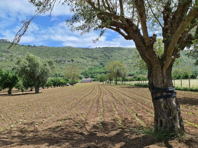 Terreno in vendita a Bellona CE