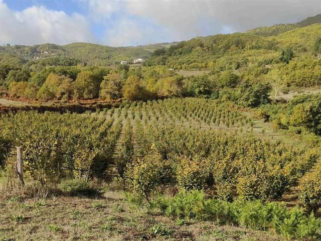 Terreno in vendita a Belsito CS