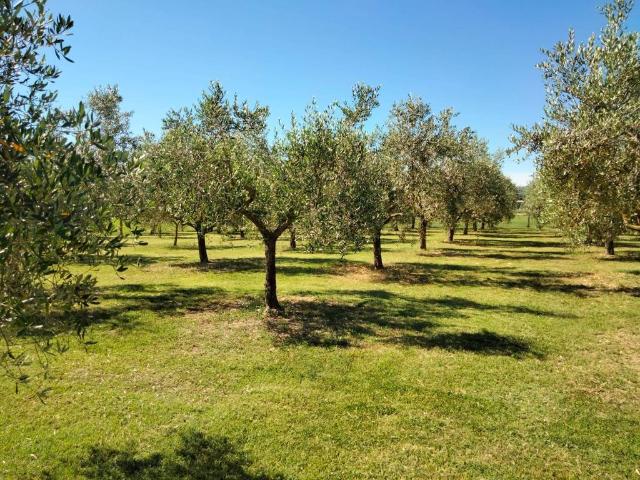 Terreno in vendita a Bevagna PG