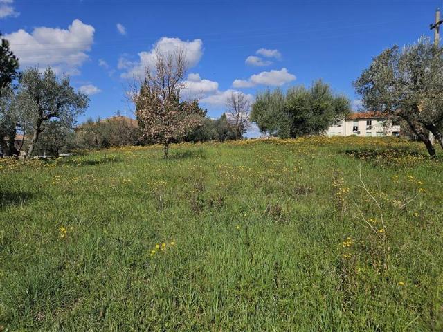 Terreno in vendita a Bibbona LI