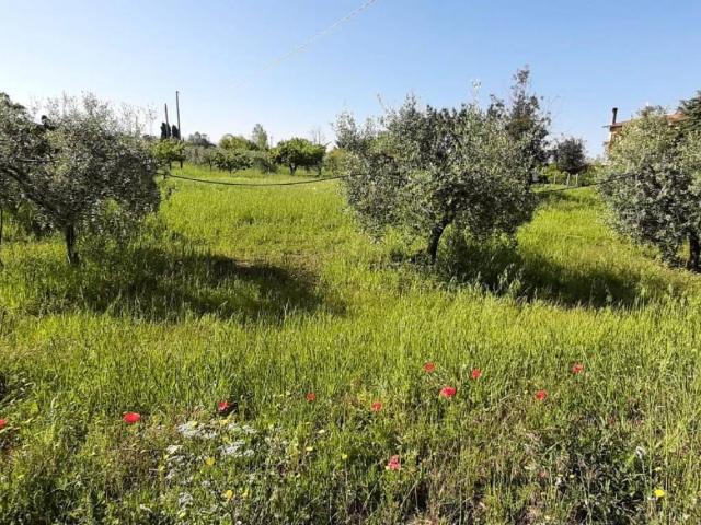 Terreno in vendita a Bibbona LI