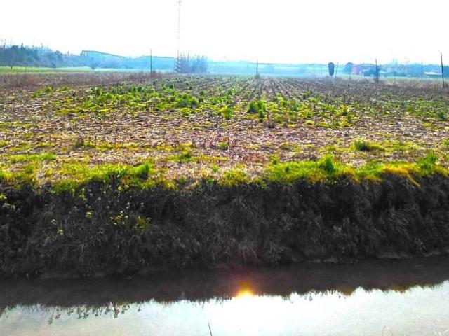 Terreno in vendita a Boara Pisani PD