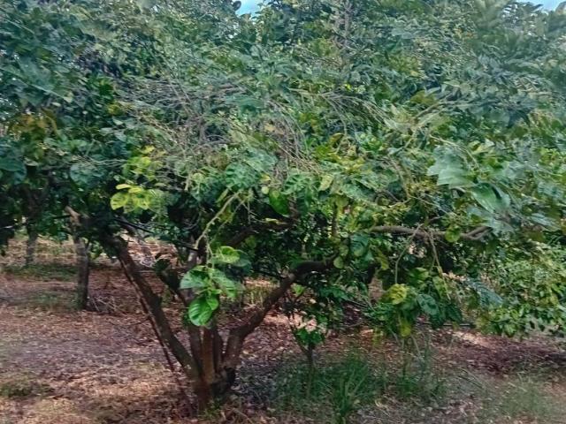 Terreno in vendita a Bruzzano Zeffirio RC
