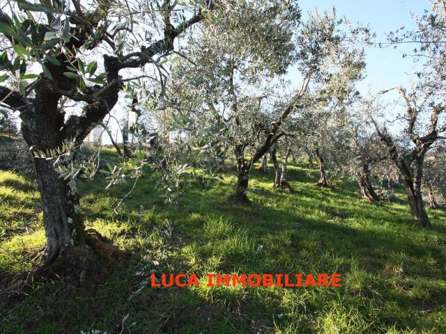 Terreno in vendita a Buggiano PT
