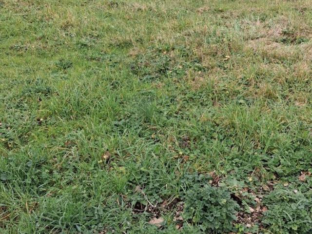 Terreno in vendita a Buggiano PT