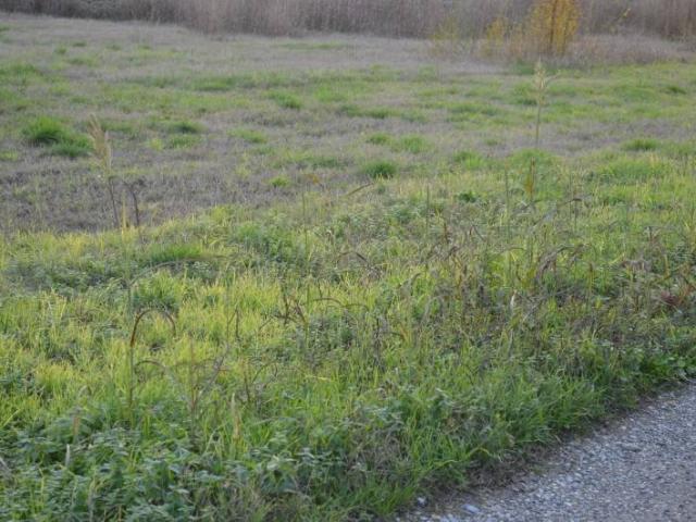 Terreno in vendita a Buttapietra VR
