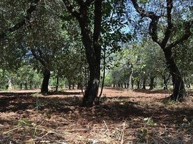 Terreno in vendita a Campagna SA
