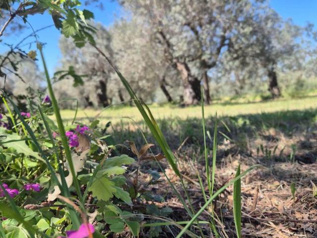 Terreno in vendita a Campiglia Marittima LI