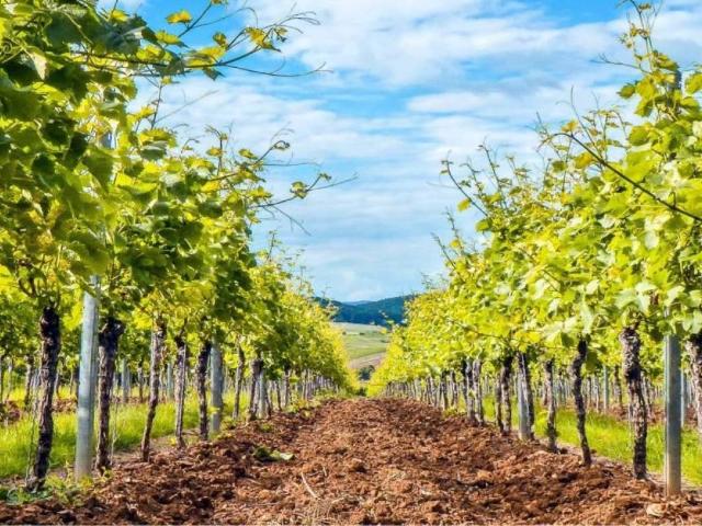 Terreno in vendita a Campobello di Licata AG