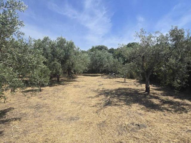 Terreno in vendita a Camporotondo Etneo CT