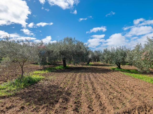 Terreno in vendita a Caltagirone CT