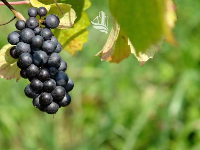 Terreno in vendita a Caldaro sulla Strada del Vino BZ