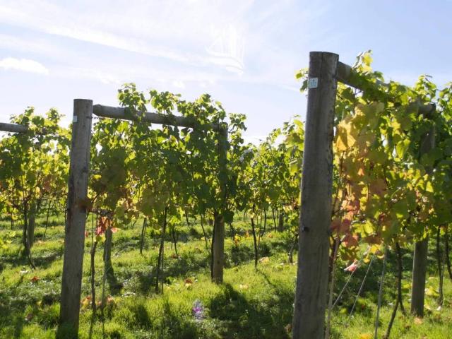 Terreno in vendita a Caldaro sulla Strada del Vino BZ